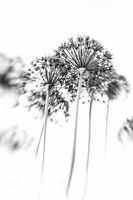 Flowers, allium, onion bulbs