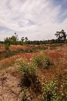Rode Heide vroege zomer Loonse en Drunense Duinen