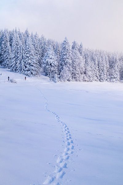 Tour de ski de fond par un temps impérial dans la forêt enneigée de Thuringe près de Floh-Seligenthal - Thuringe - Allemagne par Oliver Hlavaty