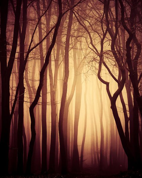 Bewildered by Tvurk Photography