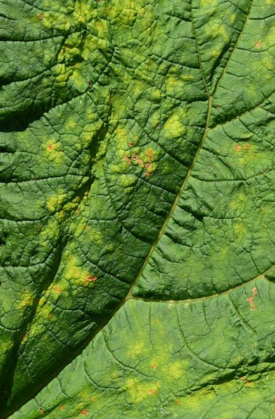 least travelled by Ivette Braem