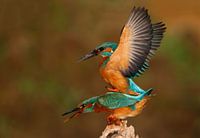 ijsvogels parend in avondlicht