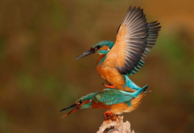 ijsvogels parend in avondlicht by Gejo Wassink