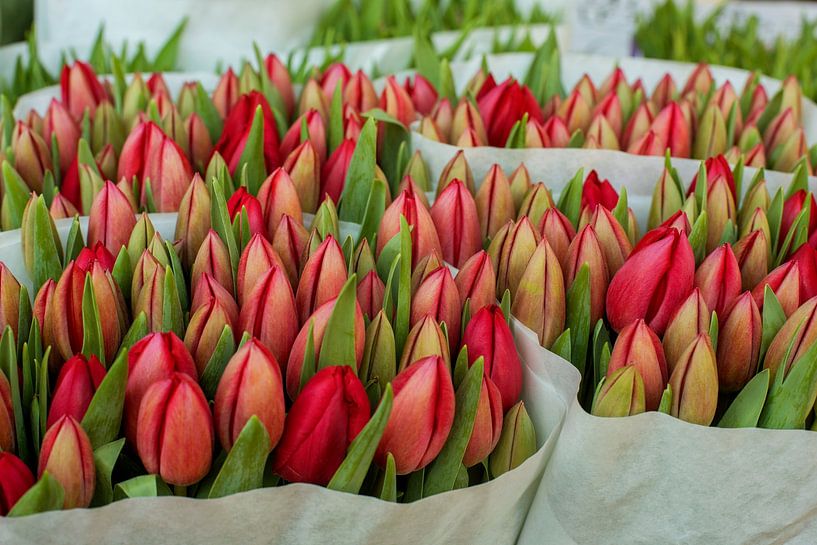 Tulips by Blond Beeld