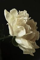 La pivoine et le profil.