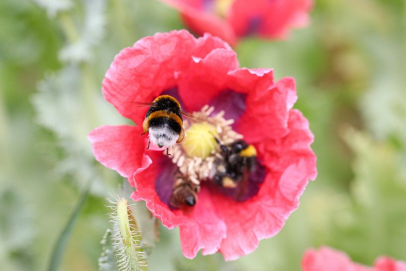 Hummel im Anflug von Erich Werner