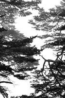 Silhouette der Nadelbäume