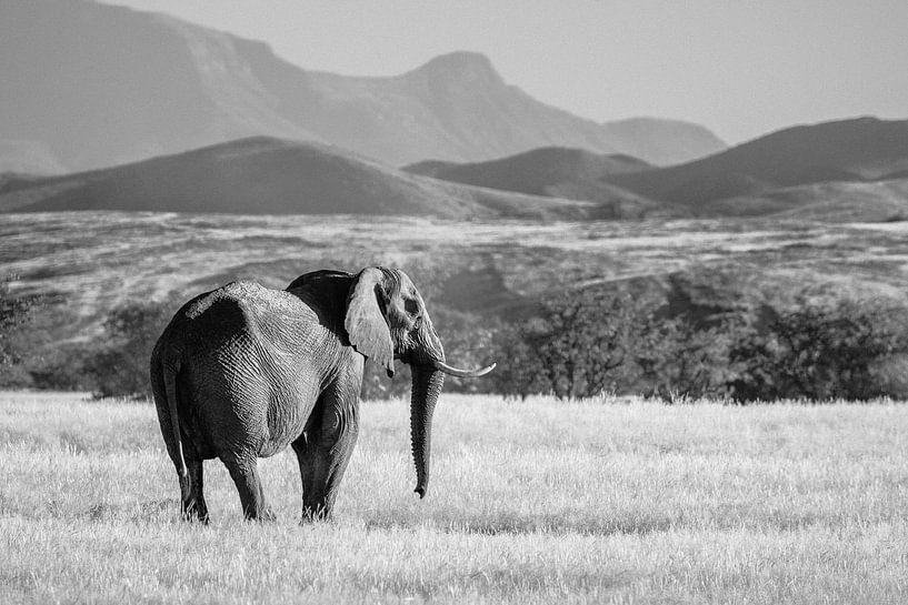 Schwarz-Weiß-Foto von Wüstenelefant / Elefant in der Landschaft - Twyfelfontein, Namibia von Martijn Smeets