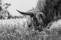 Highlander écossais