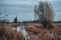 Die Noordermolen in Noorddijk