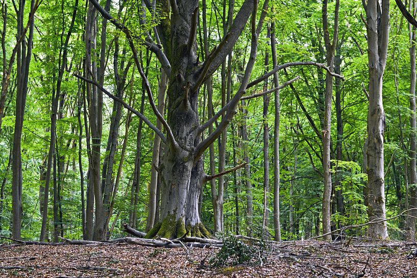 Forêt de hêtres estivale au lac Werbellin à Joachimsthal par Silva Wischeropp