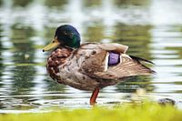 Gros plan sur un colvert au bord d'un étang