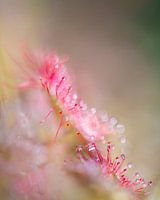 Fragile grip | Sundew Pink
