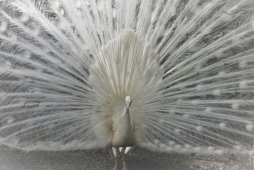 Le paon blanc par Leon Saanen