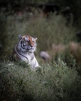 Siberian tiger on the lookout