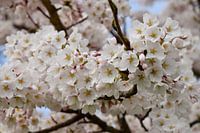 Cerisier japonais en fleur Sakura