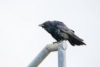 Eine Rabenkrähe sitzend auf einem Geländer