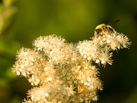 Wesp op een wollige bloem