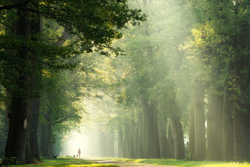 Gehen Sie spazieren von Martin Podt