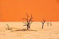Arbres stériles à Deadvlei en Namibie - Sossusvlei