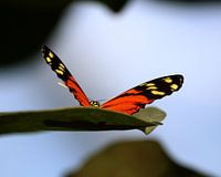Butterfly on a leaf