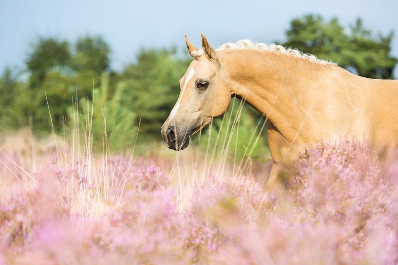 Horse in the pink heather by Yvette Baur