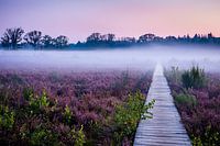 Morning fog Galderse Heide Breda