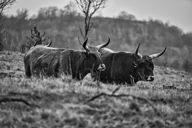 Highland cattle on a meadow, in black and white by Martin Köbsch
