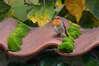 Robin on roof tiles