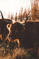 Highlander écossais