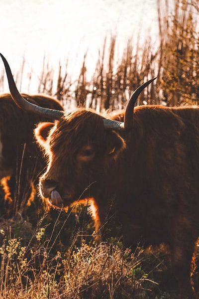 Schottischer Highlander von Atlasinmyhand