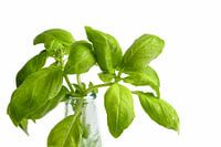 Basil with white background