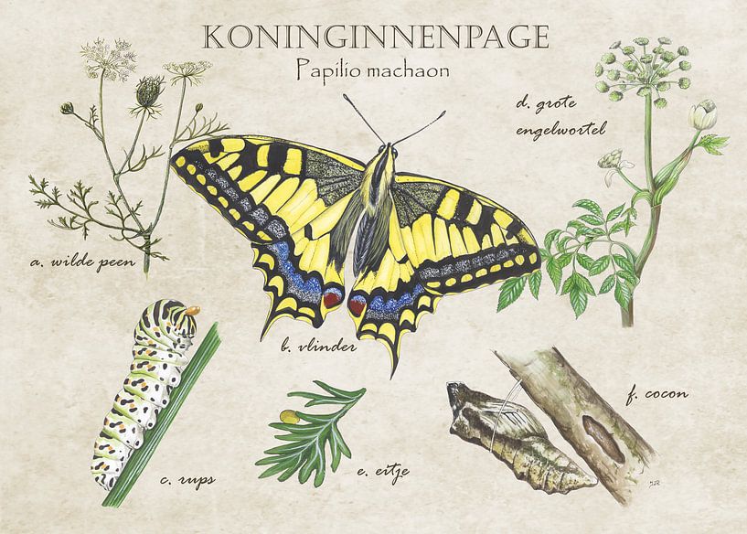 Queens page - Life cycle by Jasper de Ruiter