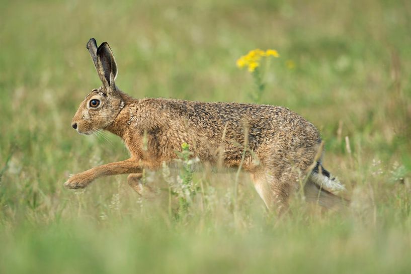 Brown Hare / European Hare ( Lepus europaeus ) running through a flowering meadow, wildlife, Europe. by wunderbare Erde