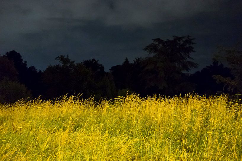 Grasveld in Amsterdam van JuHru webshop