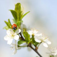 Lieveheersbeestje op bloesem