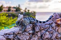 Leguan auf Curacao