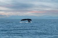 L'histoire d'une baleine