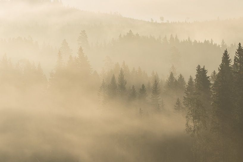 La forêt s'éveille aux premières heures du jour par Shotz by Mindy