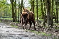 Auge in Auge mit einem europäischen Bison
