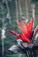 Plante sauvage rouge et colorée à Bali, Indonésie