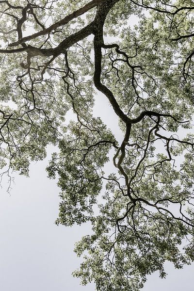 Ethereal Canopy by Shot by Clint