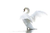 Wilder weißer Schwan in hoher Tonlage