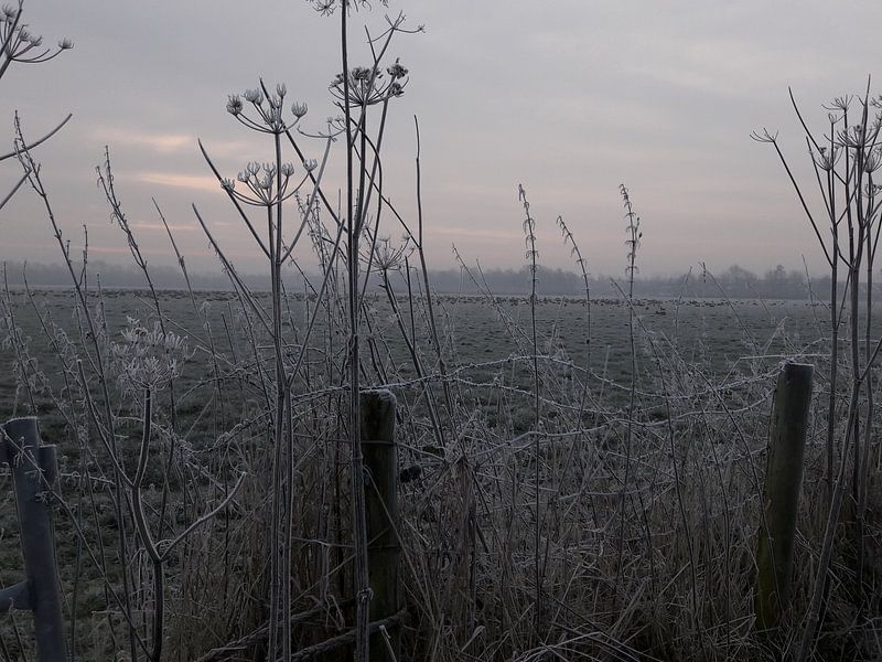 frozen sticks by chris goedhart