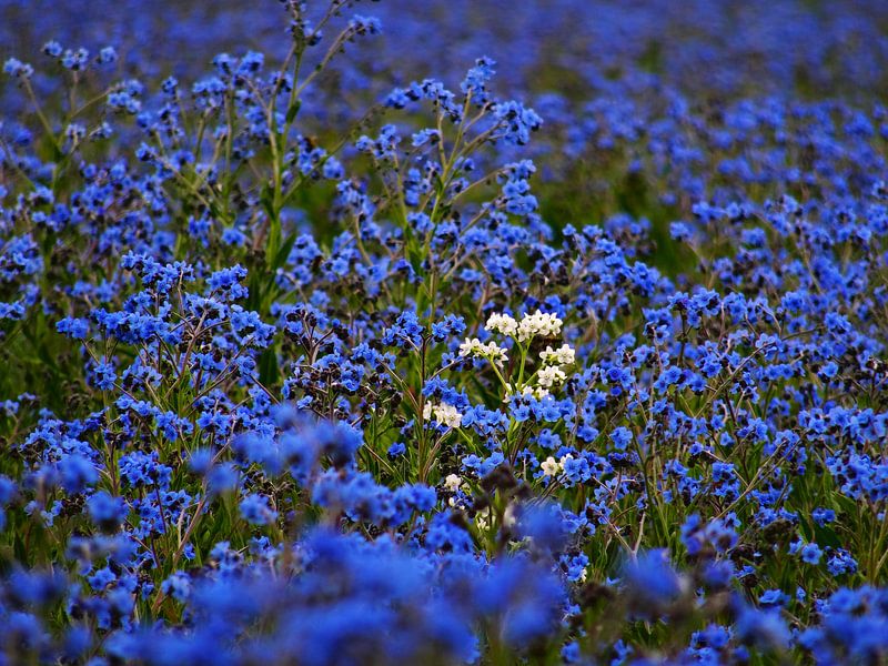 Bloemenveld by Fayola Henderikse