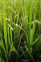 Reis, eines der am häufigsten verwendeten Lebensmittel der Welt