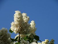 Frühlingsblumen-Sammlung