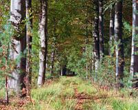 Vue à travers la forêt