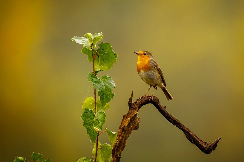Robin by antonvanbeek.nl
