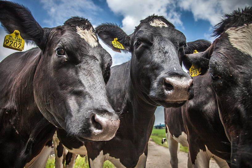 3 neugierige Kühe von Ramona Stravers